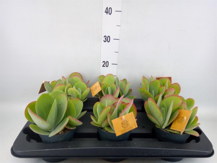 <h4>Kalanchoe NF thyrsiflora</h4>
