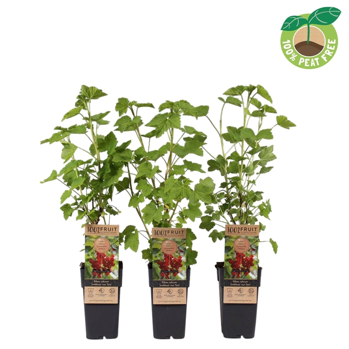 <h4>Ribes rubrum 'Jonkheer van Tets', P15</h4>