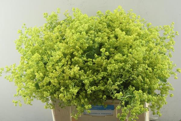 <h4>Alchemilla M Robustica X50!</h4>