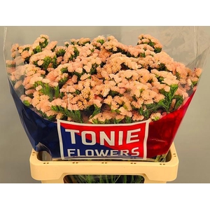 LIM S SIN HO APRICOT