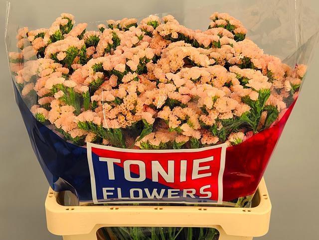 <h4>LIM S SIN HO APRICOT</h4>