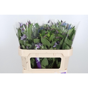 Clem Star River Lavendel