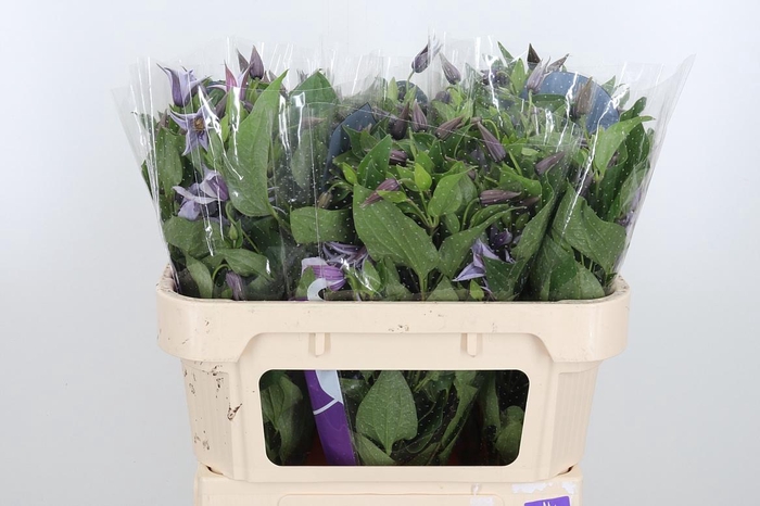 <h4>Clem Star River Lavendel</h4>