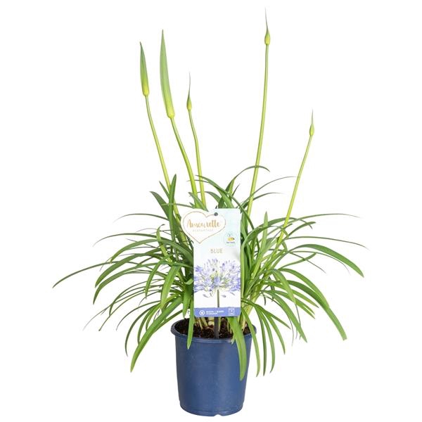 <h4>Agapanthus Amourette Superb</h4>