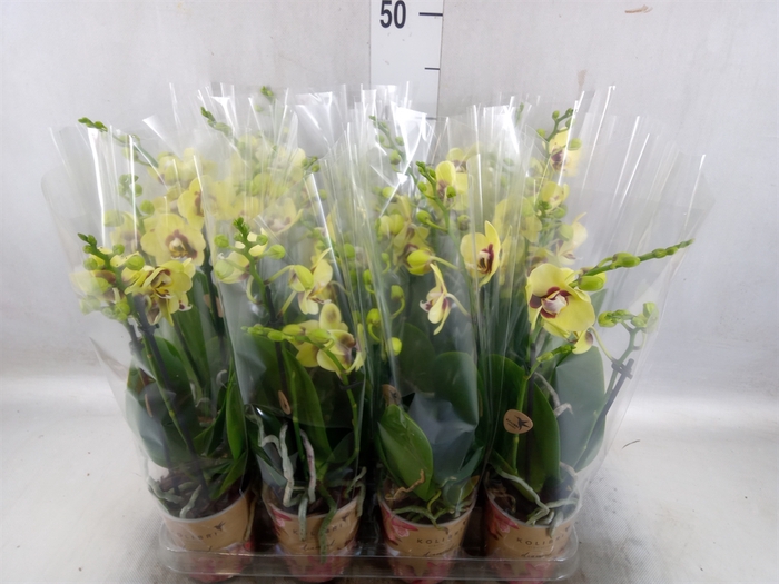 <h4>Phalaenopsis multi. 'FC Dp Secret'</h4>