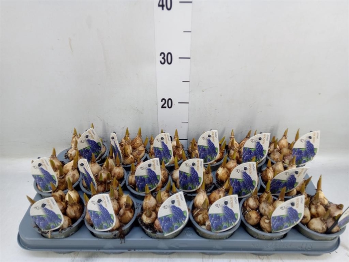 <h4>Muscari  'Lindsay'</h4>