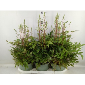 Astilbe  'Younique White'