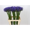 Agapanthus Uri