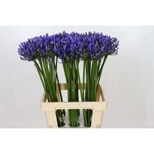 Agapanthus Uri