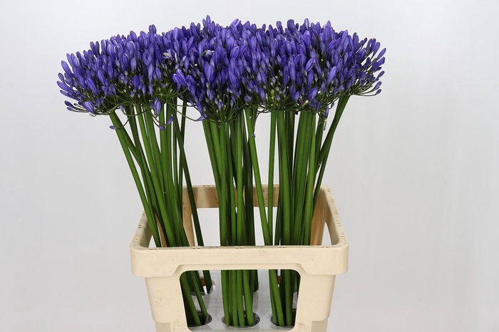<h4>Agapanthus Uri</h4>
