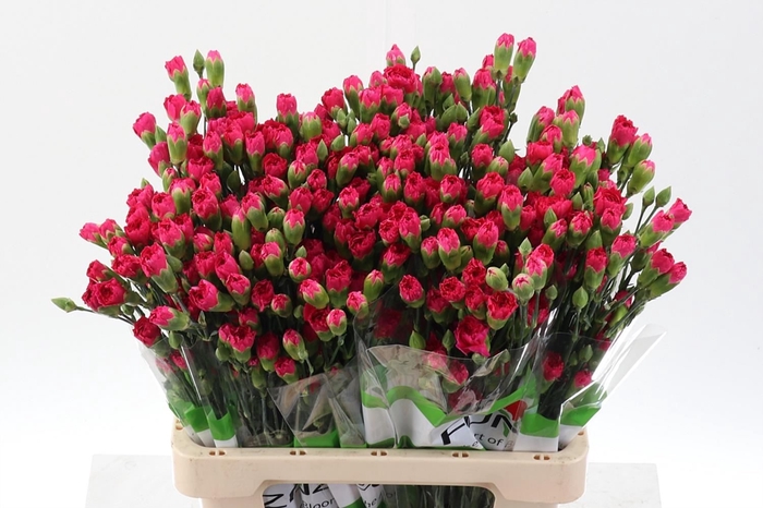 <h4>Dianthus TR 'Pigeon'</h4>