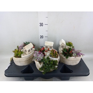 Arr.   Kamerplant Groen H%