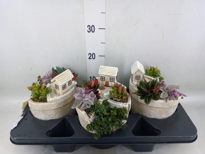 <h4>Arr.   Kamerplant Groen H%</h4>