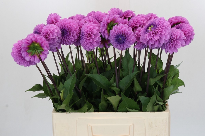 Dahlia Robann Regal