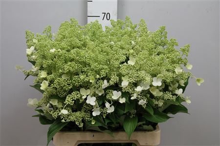 <h4>Hydr Pa Kyushu</h4>