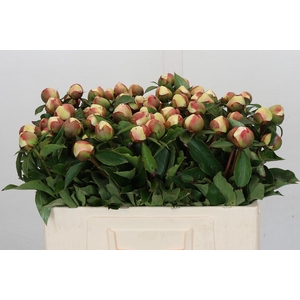 Paeonia Festiva Maxima