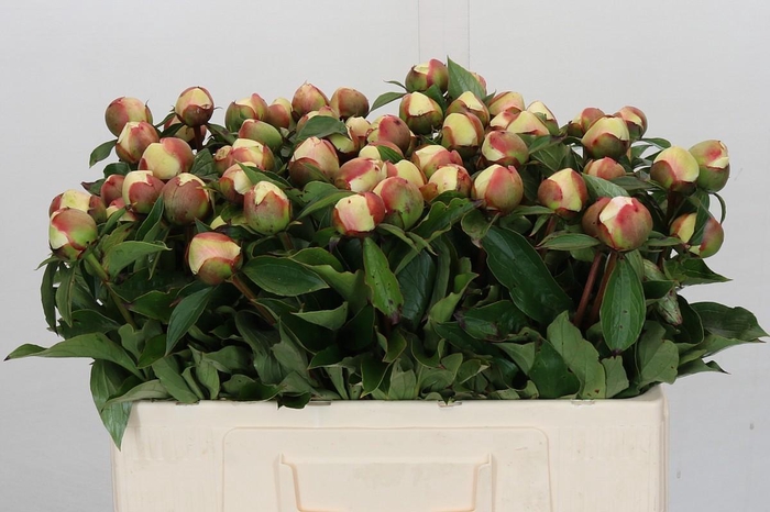 <h4>Paeonia Festiva Maxima</h4>