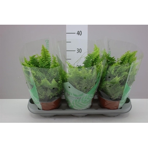 Nephrolepis Green Moment