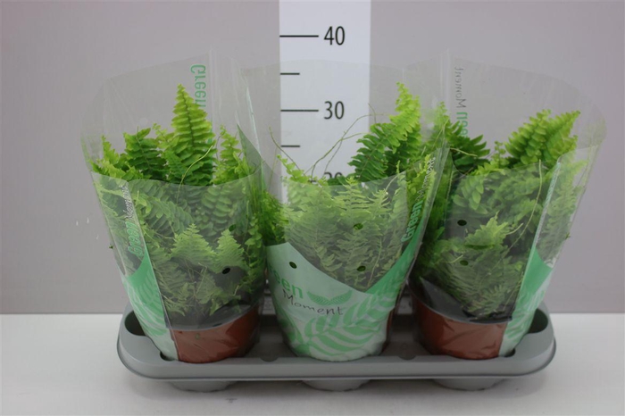 <h4>Nephrolepis Green Moment</h4>