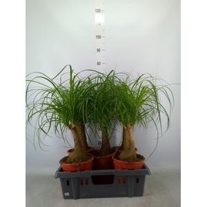 Beaucarnea recurvata