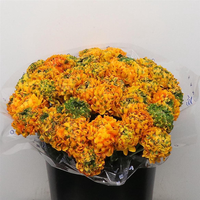 <h4>Ran Ponpon Sr Merlino Orange Extra</h4>