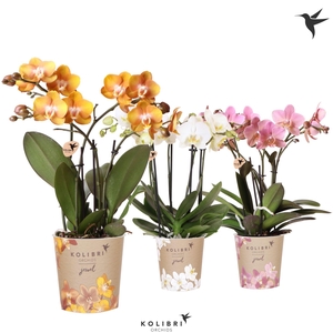 Kolibri Orchids Phalaenopsis Jewel mix 4spike