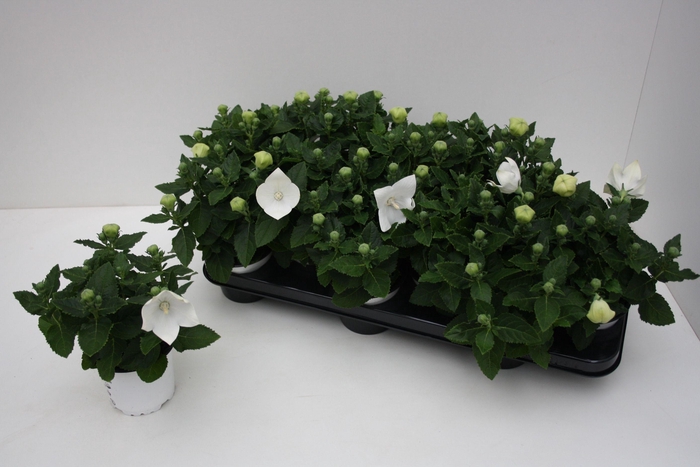 <h4>Platycodon Grandiflorus 'Astra White'</h4>