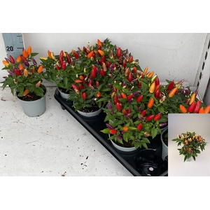 PEPER PLANTEN