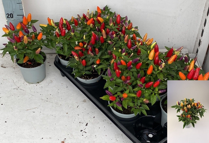 <h4>PEPER PLANTEN</h4>