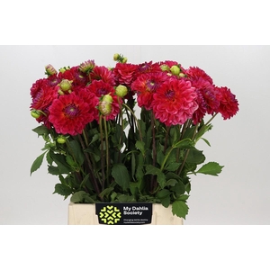 Dahlia Hullegie