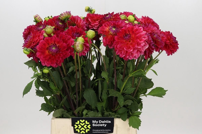 <h4>Dahlia Hullegie</h4>