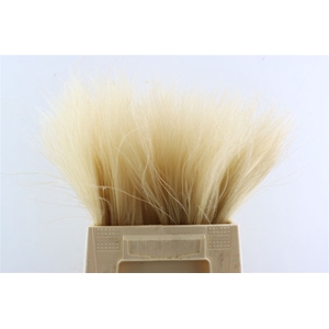Dried Stypha Natural(10toef) Bunch