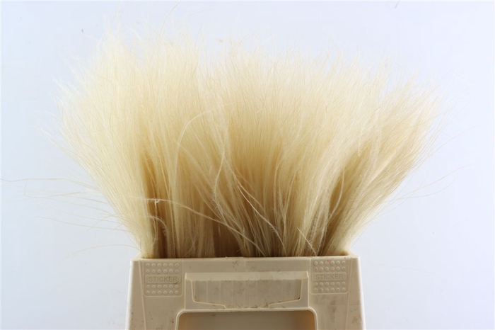 <h4>Dried Stypha Natural(10toef) Bunch</h4>