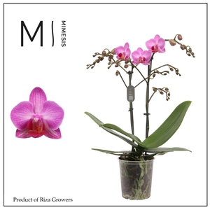 Phalaenopsis Stuttgart 2 spike – 9cm | Mimesis