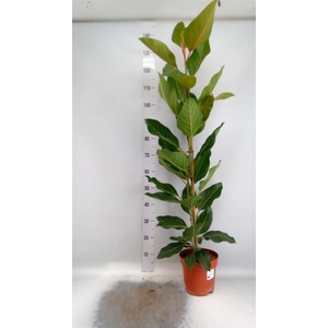 Ficus benghalensis 'Joy'