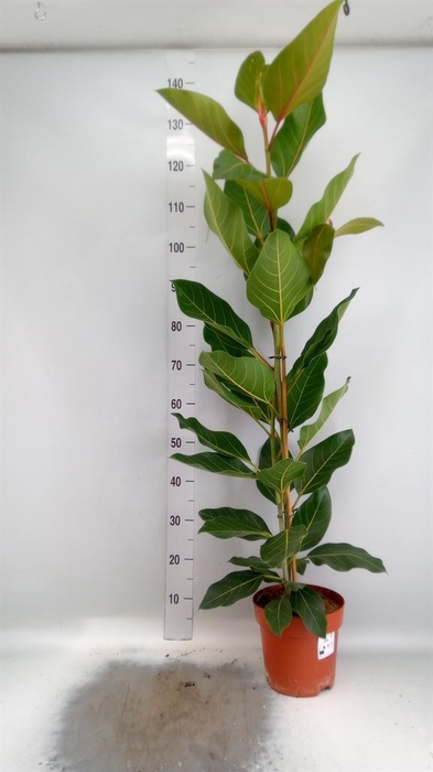 <h4>Ficus benghalensis 'Joy'</h4>