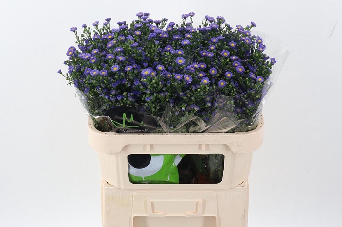 <h4>Ast Teeny Tiny Blue</h4>