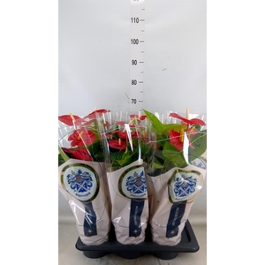 Anthurium andr. 'Jambo Red'