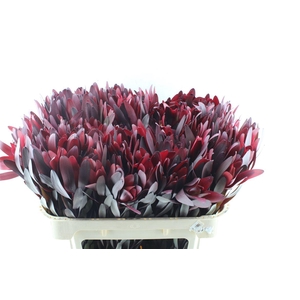 Leucad Saf Sunset Ex