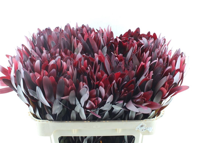 <h4>Leucad Saf Sunset Ex</h4>