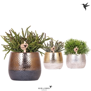 Kolibri Greens Rhipsalis mix in Elite pot mix