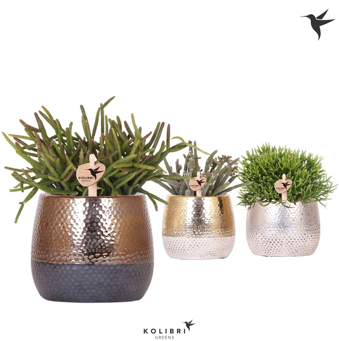 Kolibri Greens Rhipsalis mix in Elite pot mix