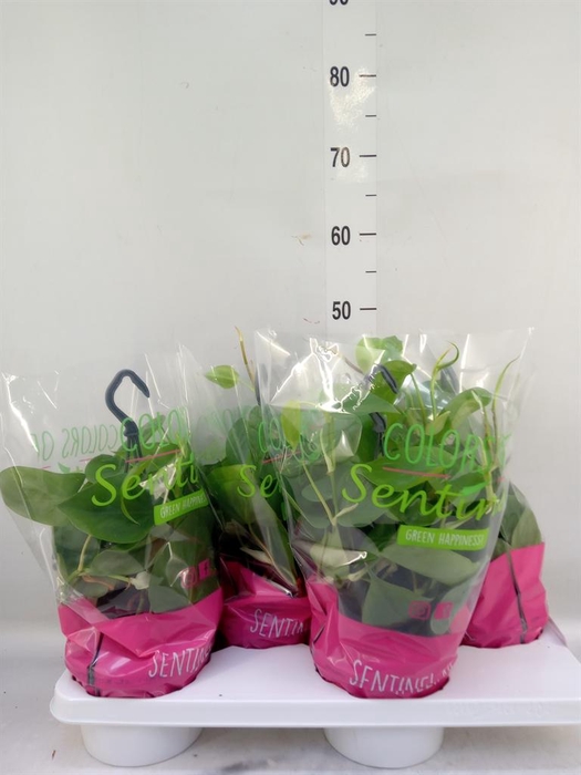 <h4>Philodendron scand.</h4>