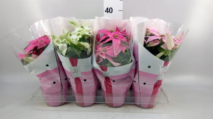 <h4>Euphorbia pulc. 'Princ' ..mix</h4>