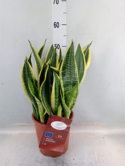 <h4>Sansevieria trifa. 'Laurentii'</h4>