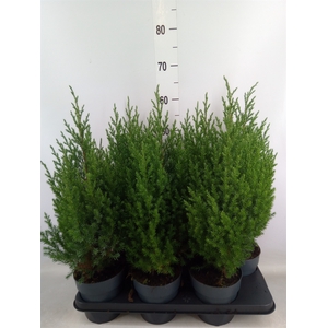 Juniperus chinensis 'Stricta'