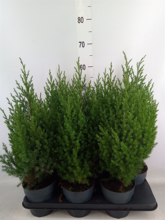 <h4>Juniperus chinensis 'Stricta'</h4>