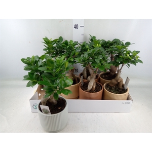 Ficus microcarpa 'Ginseng'