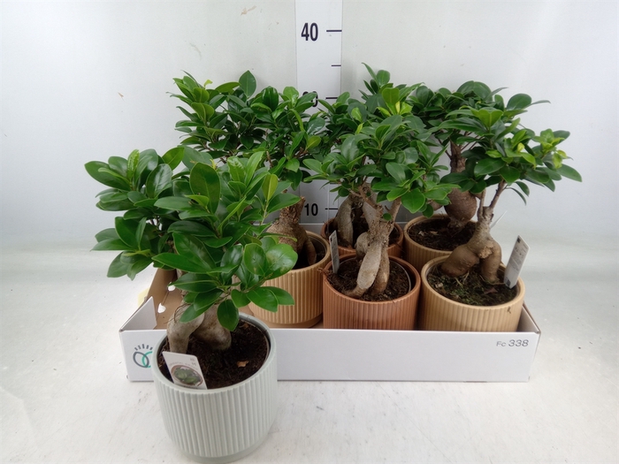 <h4>Ficus microcarpa 'Ginseng'</h4>