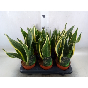 Sansevieria trifa. 'Futura Superba'